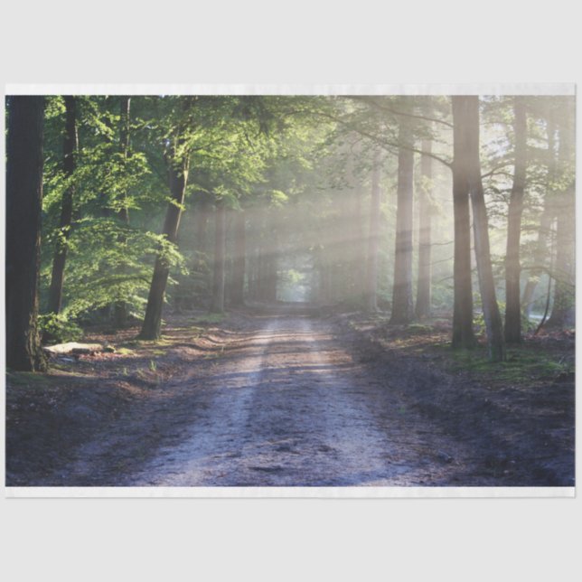 Forest Landscape Trail 24 Decoupage Tissue Paper (Front)