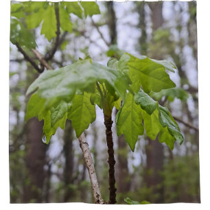 Forest Leaves After Rain – Wild Nature Romania