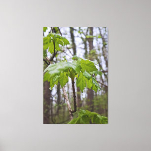 Forest Leaves After Rain – Wild Nature Romania Canvas Print