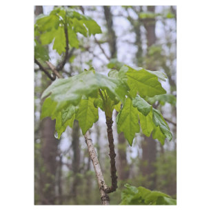 Forest Leaves After Rain – Wild Nature Romania Tablecloth