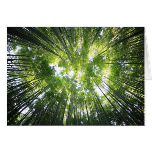 Forest Looking Up at Trees Blank Photo Note Card