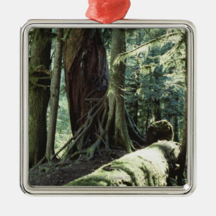Forest of Cathedral Grove in British Columbia Metal Ornament