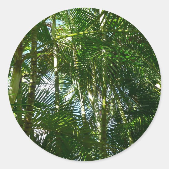 Forest of Palm Trees Tropical Nature Classic Round Sticker (Front)