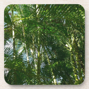 Forest of Palm Trees Tropical Nature Coaster