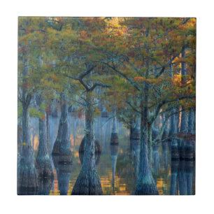 Forest of Pond Cypress Trees Tile