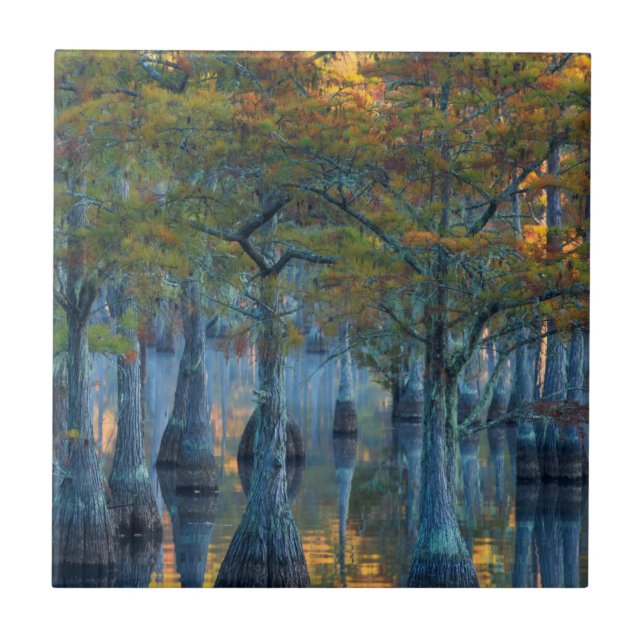 Forest of Pond Cypress Trees Tile (Front)