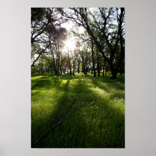 "Forest of Shadows" Poster