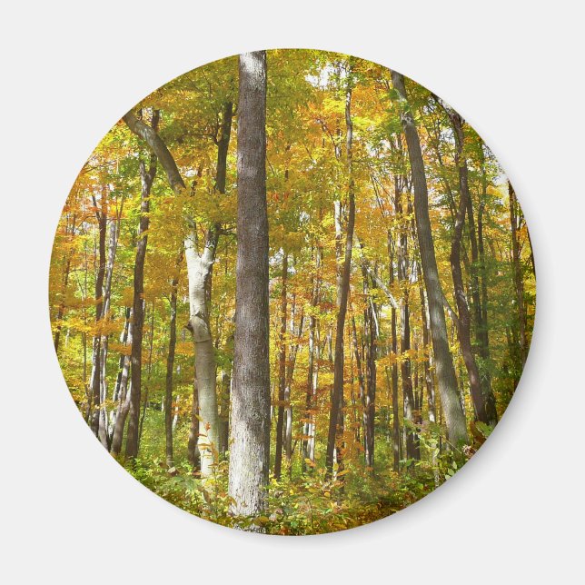 Forest of Yellow Leaves Autumn Landscape Magnet (Front)