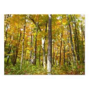 Forest of Yellow Leaves Autumn Landscape Photo Print