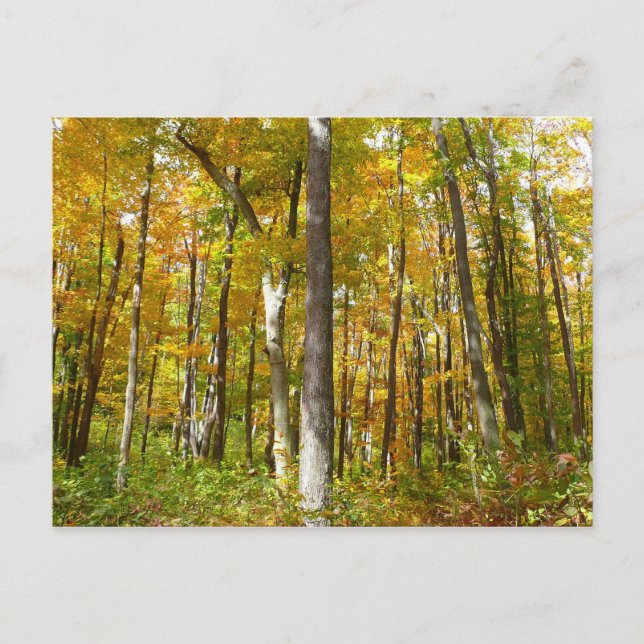 Forest of Yellow Leaves Autumn Landscape Postcard (Front)