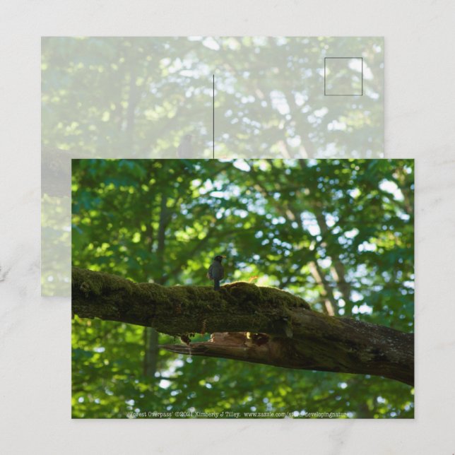 Forest Overpass Postcard (Front/Back)