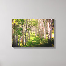 Forest Path in Late Spring