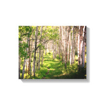 Forest Path in Late Spring