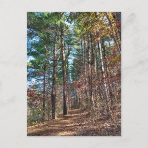 Forest path postcard