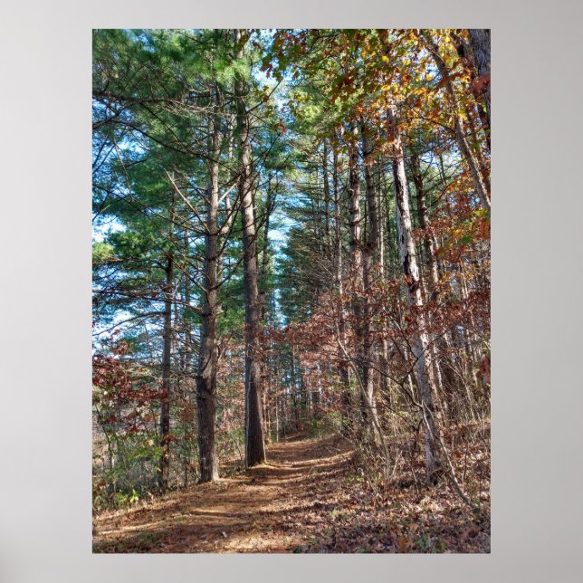 Forest path poster (Front)