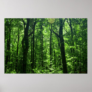Forest Poster #6182