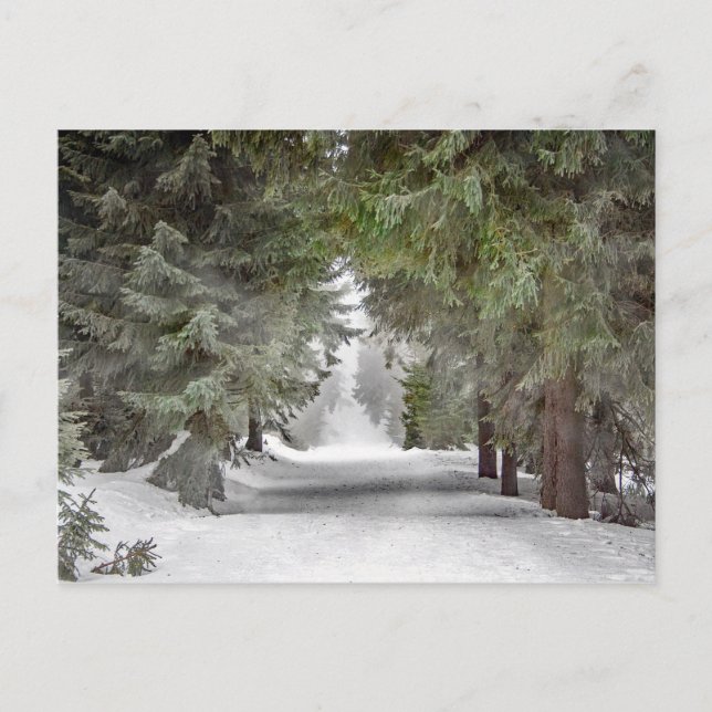 Forest Road Snow Pine Trees Photo Postcard (Front)