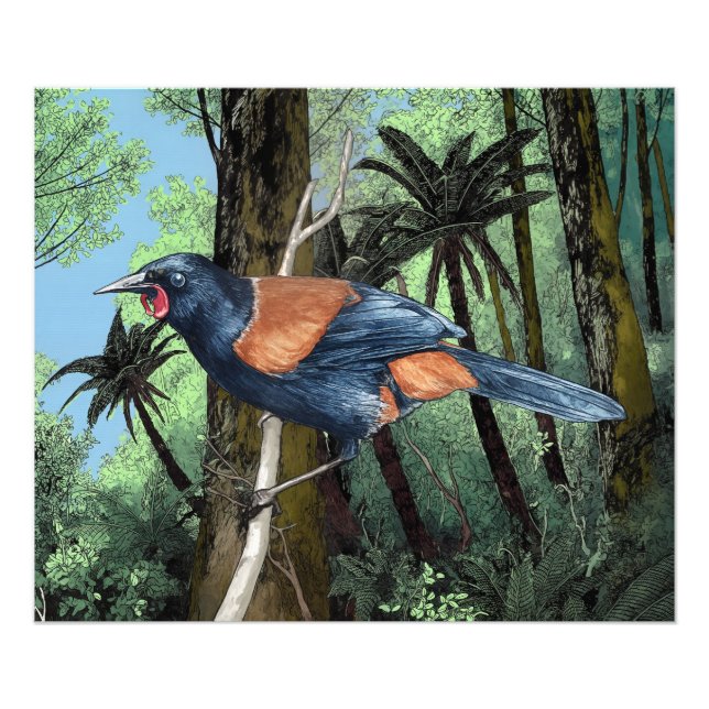 Forest Saddleback Bird Photo Print (Front)