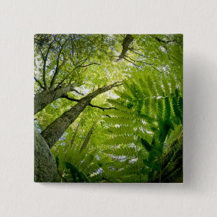 Forest scene in Acadia National Park, Maine. 2 Inch Square Button