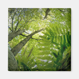 Forest scene in Acadia National Park, Maine. Magnet