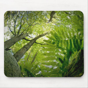 Forest scene in Acadia National Park, Maine. Mouse Pad