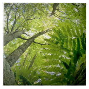 Forest scene in Acadia National Park, Maine. Tile