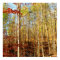 FOREST SCENE