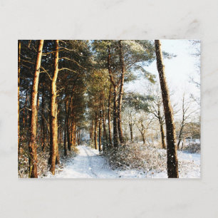 Forest Snow Scene pca Postcard