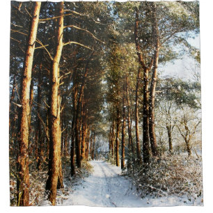 Forest Snow Scene sccna