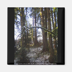 Forest Sun Rays in the Snow #32 Magnet