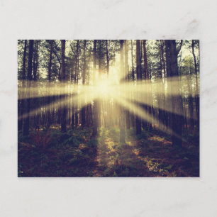 Forest Sunbeams Postcard