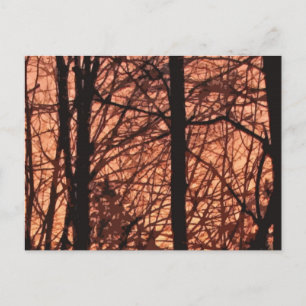Forest Sunrise Abstract Postcard