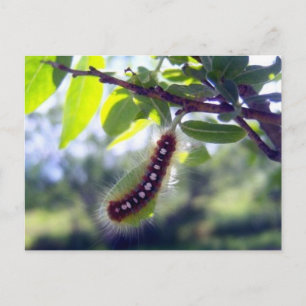 Forest Tent Caterpillar 1 Postcard