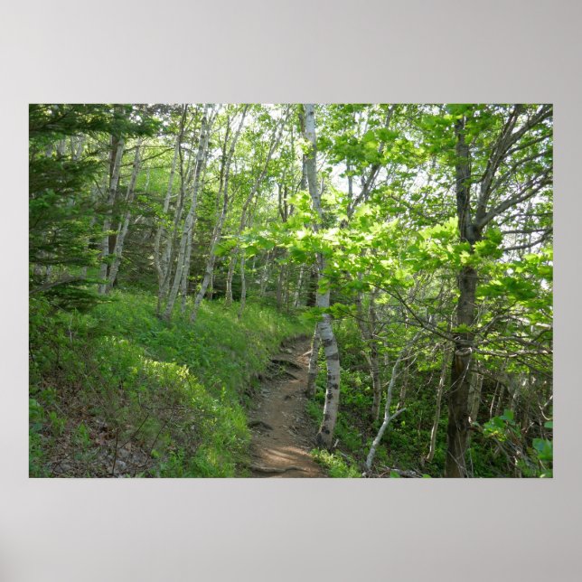 Forest Trail at Acadia National Park Poster (Front)