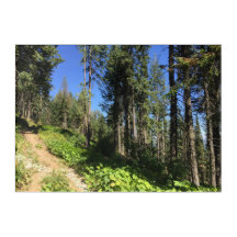 Forest Trail on Mt Spokane Washington Acrylic Art