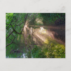 Forest trail postcard