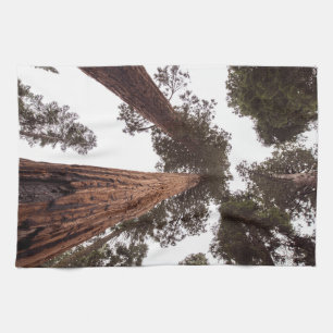 forest, tree kitchen towel
