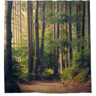 FOREST TREES