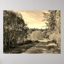 Forest Trees along walking path Gorgeous day Poste