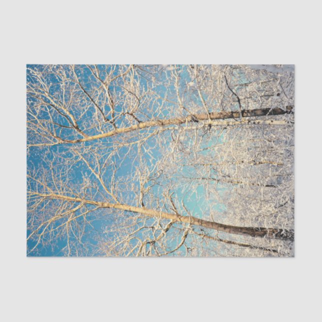 Forest Trees Blue Sky Winter Woodland Tissue Paper (Front)