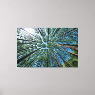 Forest Trees Canvas Print