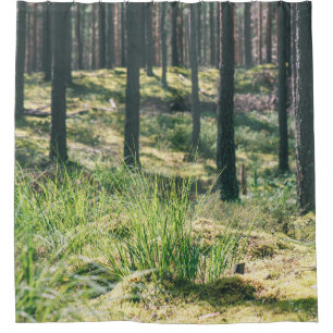 Forest trees. nature green wood sunlight backgroun