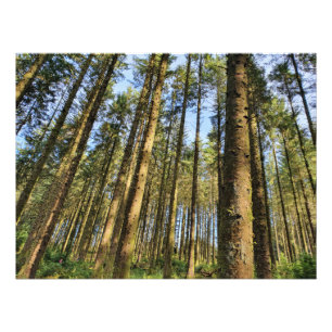 Forest Trees  Poster
