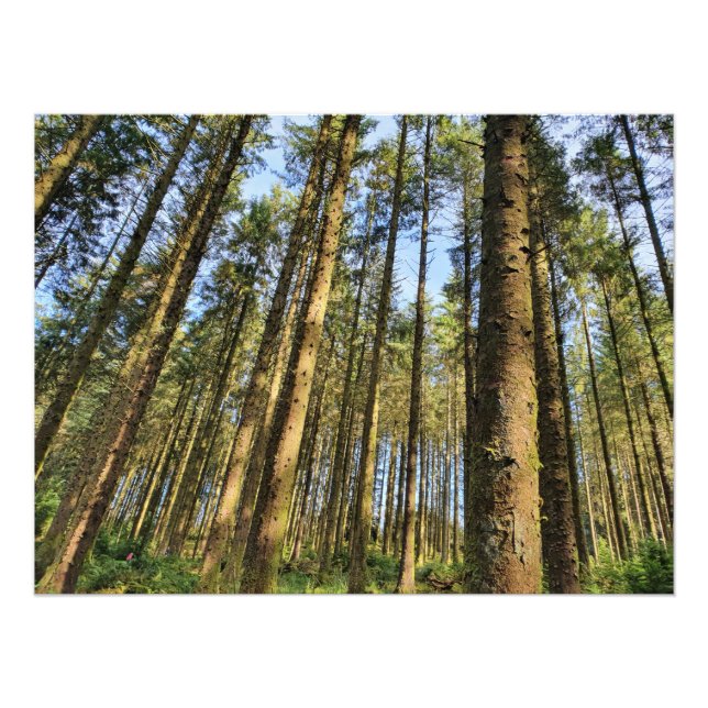Forest Trees  Poster (Front)