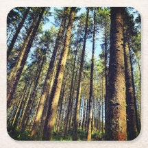 Forest Trees