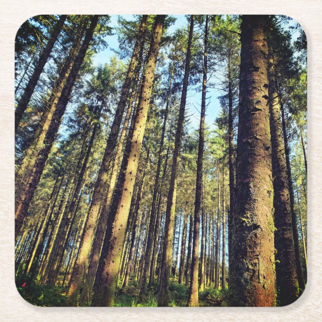Forest Trees Square Paper Coaster (Front)