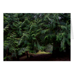 Forest Walk