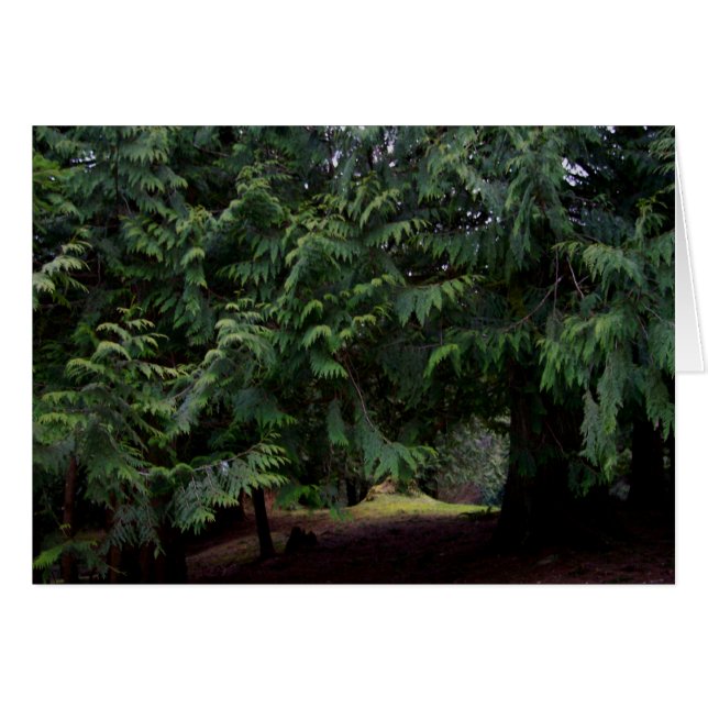 Forest Walk (Front Horizontal)
