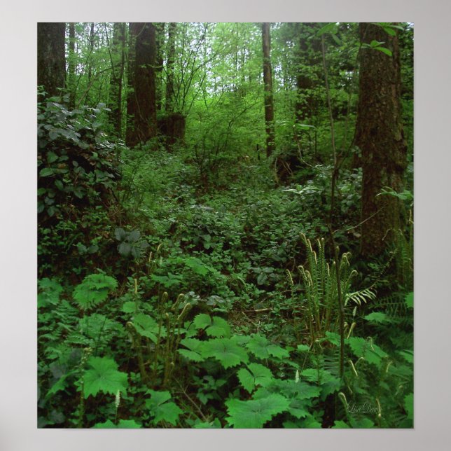 Forest Walk GT 1 Poster (Front)