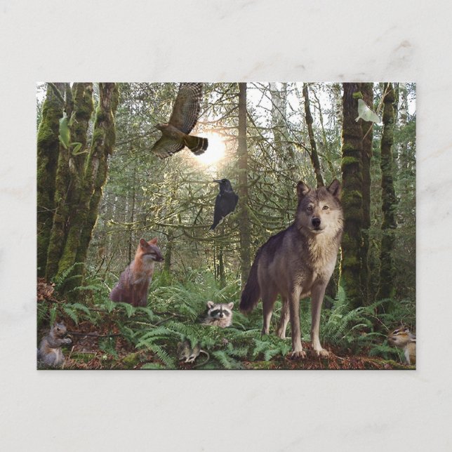 Forest Wild Animals Wildlife Nature Postcard (Front)